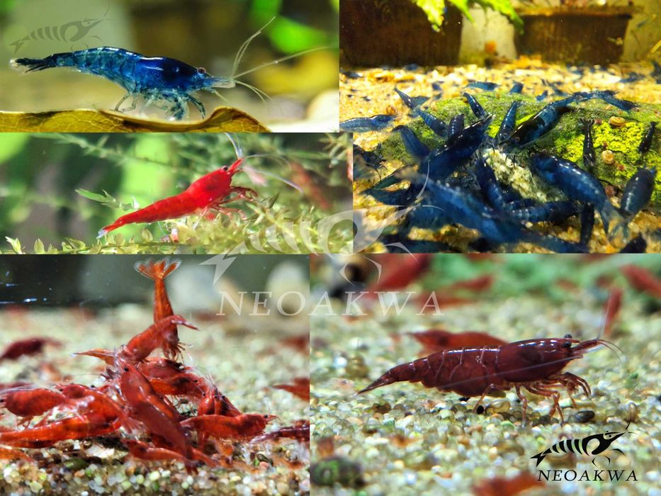 Krewetki BLUE Velvet