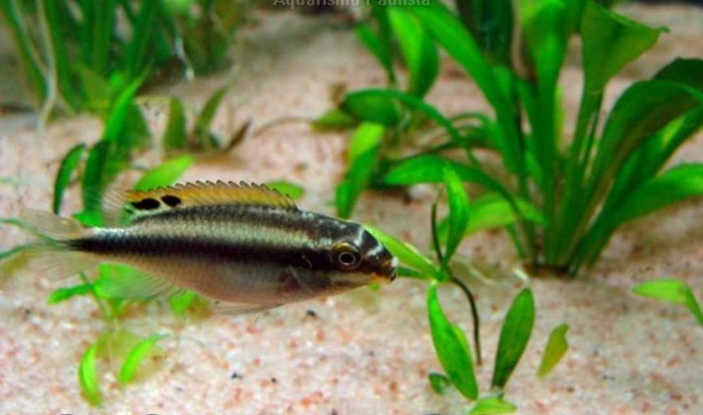 Peixes kribensis