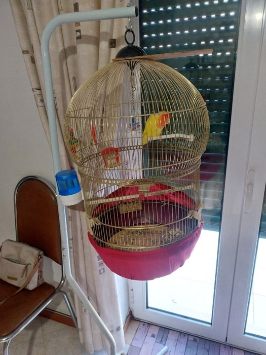 Agaporni mais tripé e gaiola