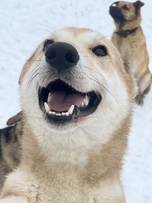 Лайка мальчик Арчи ищет семью