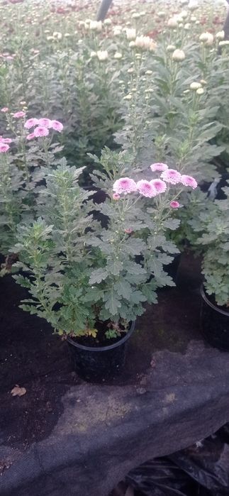 Хризантема мультифлора, середньоквіткова, великоквіткова горшок