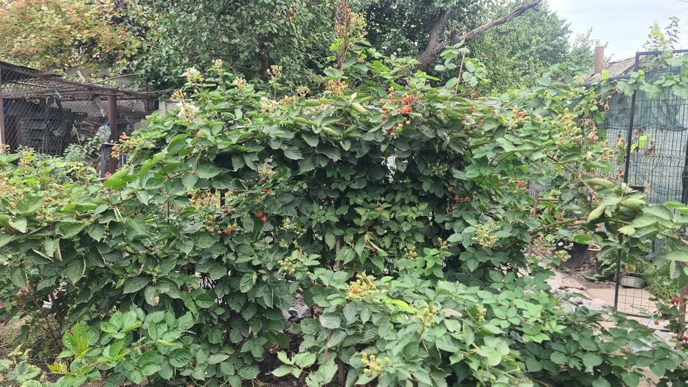 Саженцы сладкой крупной ежевики Прайм Арк 45, саженцы большие, 3-х лет