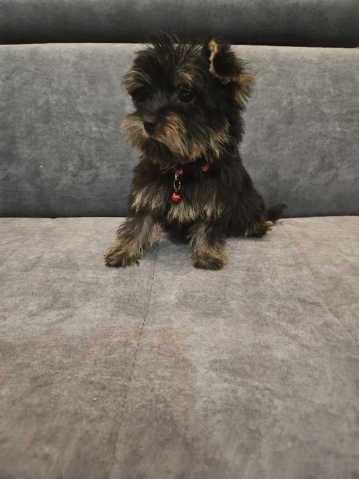 Sunia york z Rodowodem do odbioru