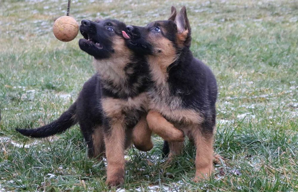 Owczarek Niemiecki FCI