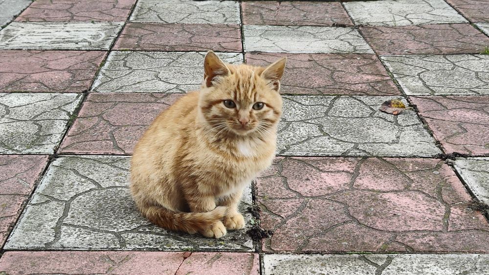 Кошенята, дівчинка і хлопчик
