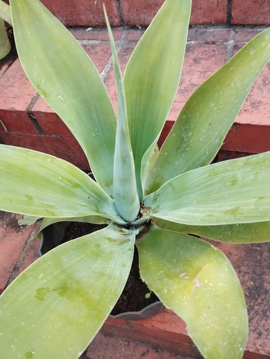 Agaves de vários tamanhos