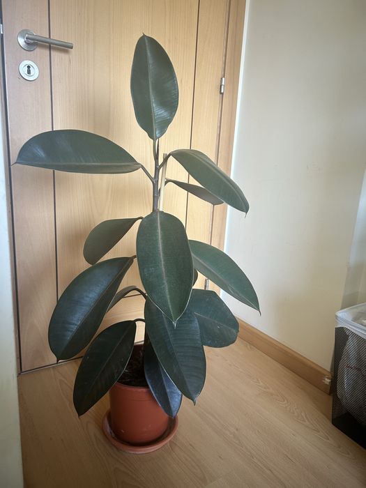 Planta Natural Ficus