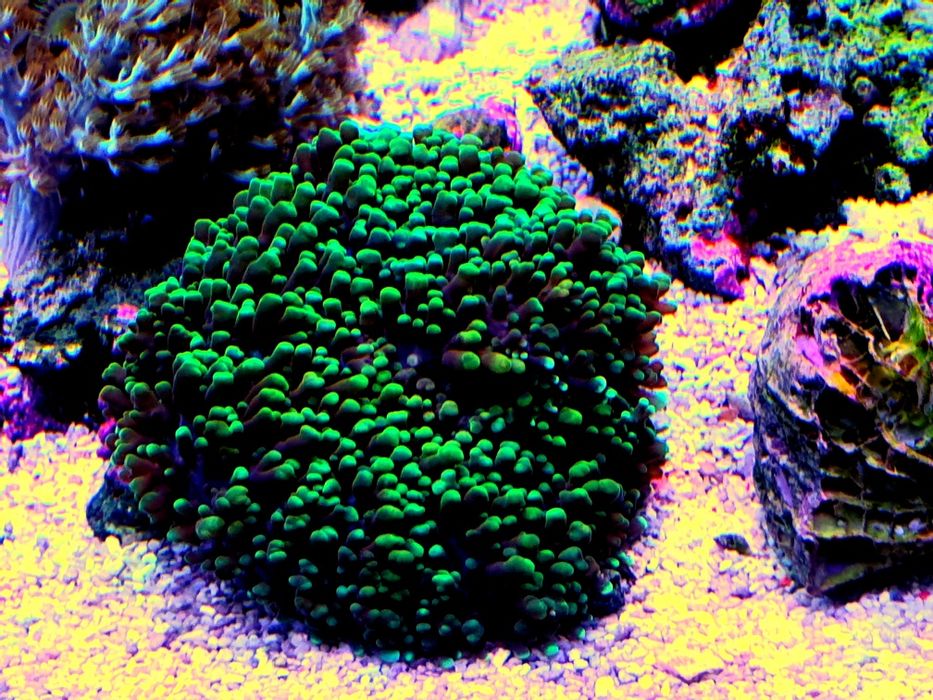 Coral Rhoodactis vários tamanhos
