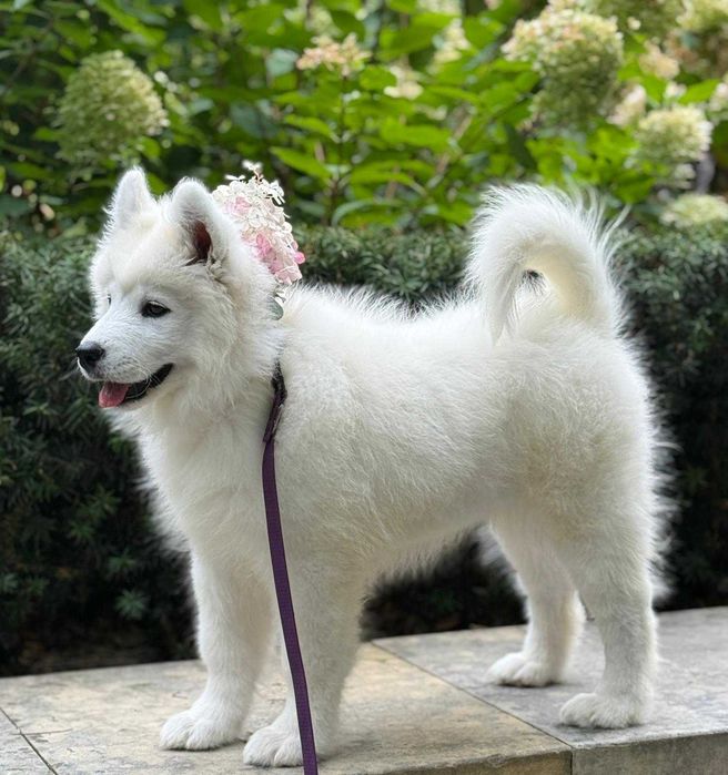 SAMOYED szczeniak suczka ZKwP