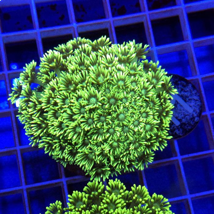 Goniopora Premium matecznik WYSIWYG #33