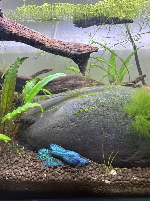 Betta fêmea spledens azul