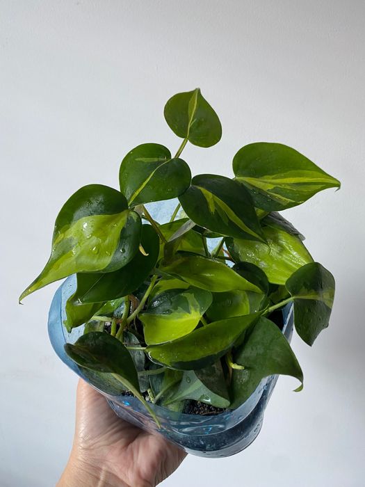 Kwiaty doniczkowe-filodendron calathea rne rodzaje Gdask Wrzeszcz   OLX.pl