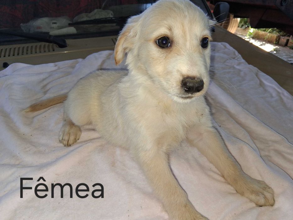 Cães bebés para adoção