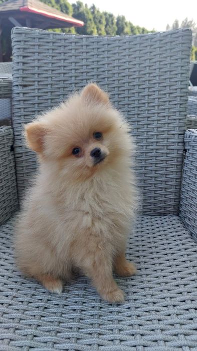 Pomeranian boo aktualne