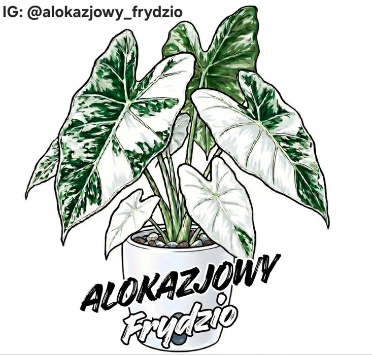 Bulwa Alokazja Heterophylla