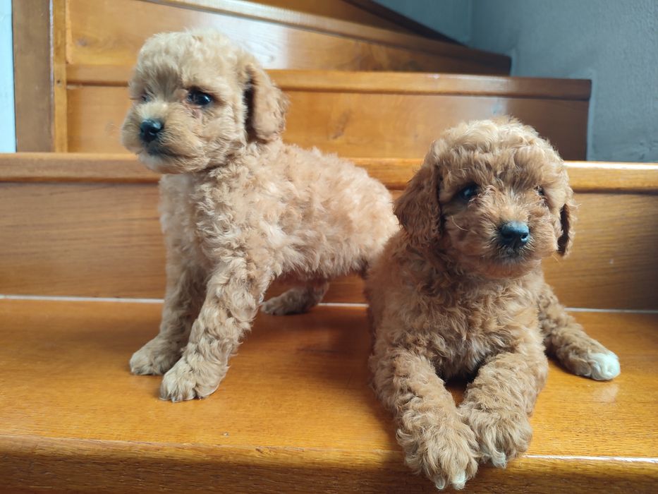 Щенки мальтіпу супер