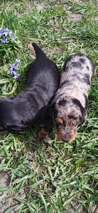 Цуценята такси..