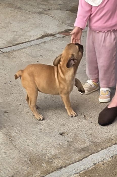 Buldogue francês Fawn Macho