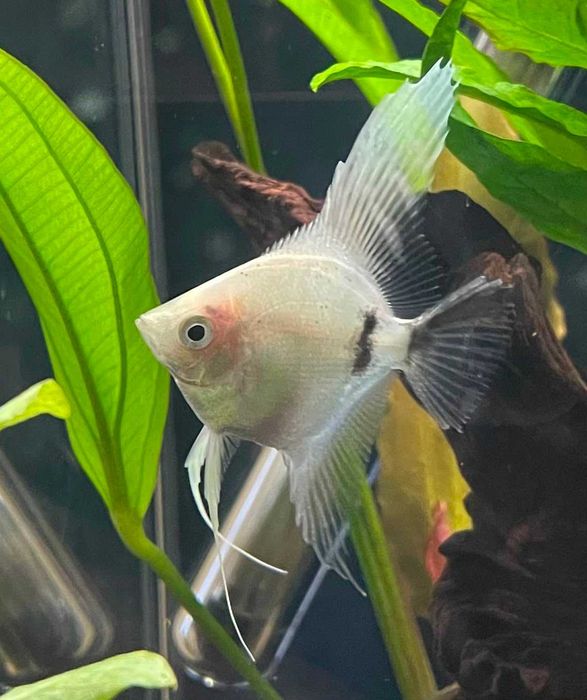 Escalar Branco/Preto – Pterophyllum scalare