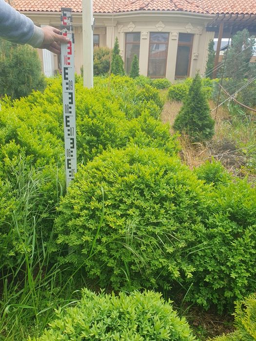 Самшит буксус  20 см п9 2года