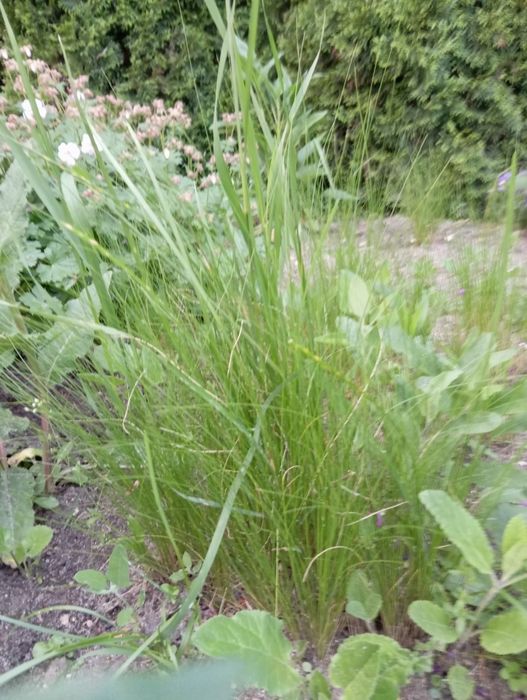 Stipa.   sadzonki.