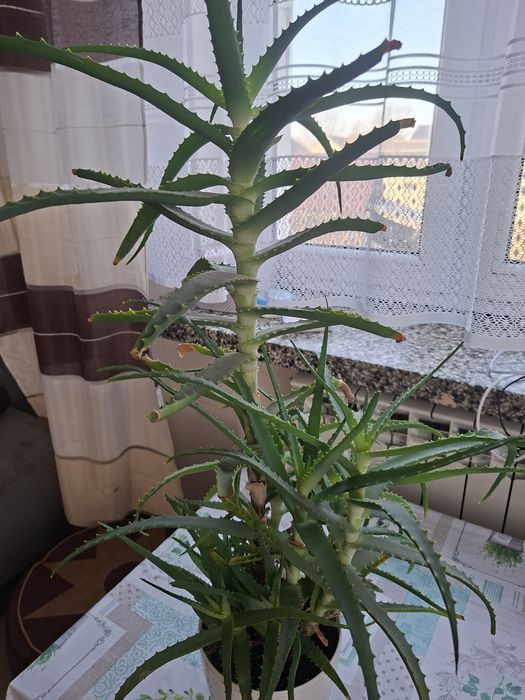 Aloes kaktus 2 letni