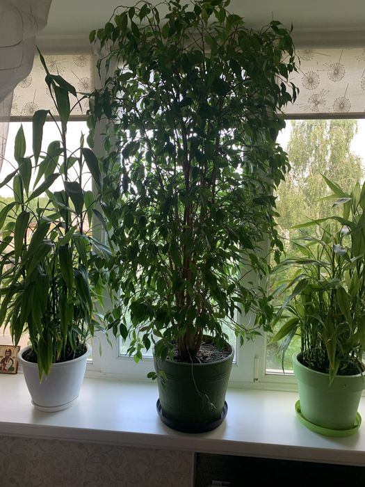 Паростки фікуса Бенджаміна