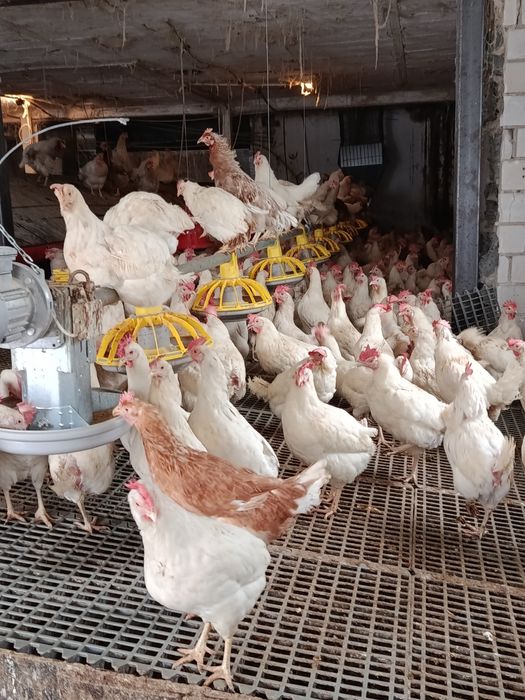 Kury nioski 20 miesięcy