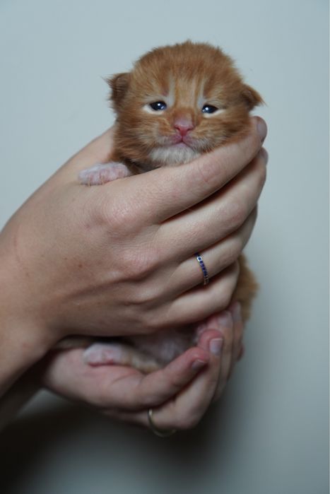 kocur maine coon