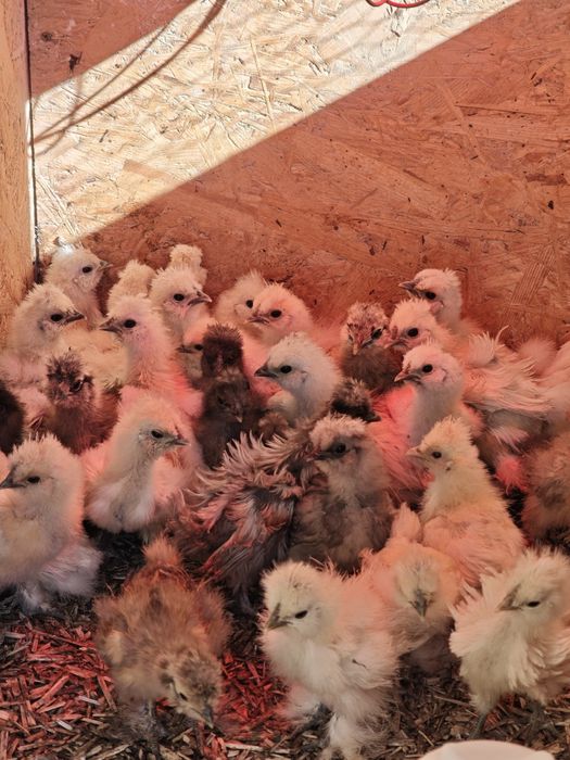 Silka  Kurczaki jedwabiste, Silki USA