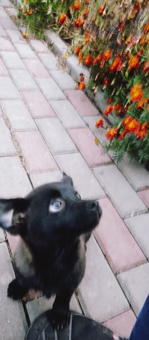 Собачка маленьких порід .