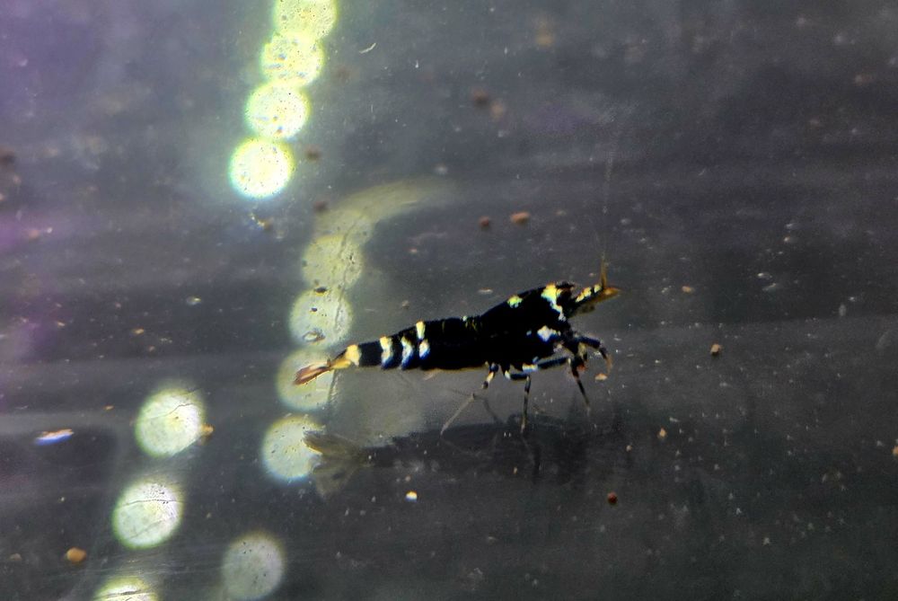 Krewetka Nanasi black (caridina)