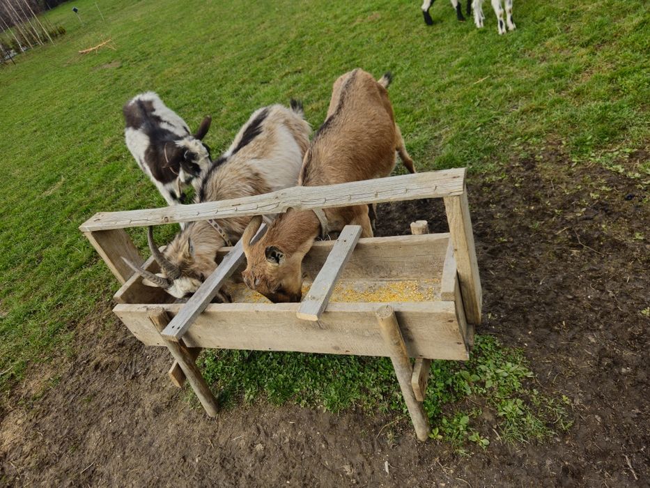 Sprzedam kozy z młodymi