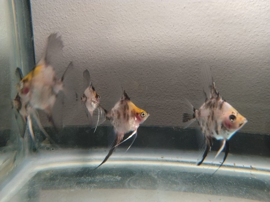 Peixes Escalares