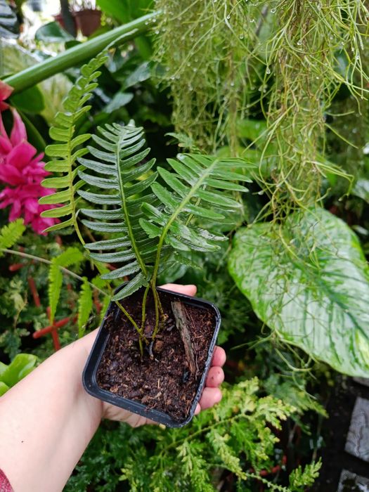 Папороть davalia pectinata