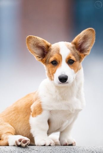 Welsh Corgi Cardigan szczenieta zapowiedź miotu 2026