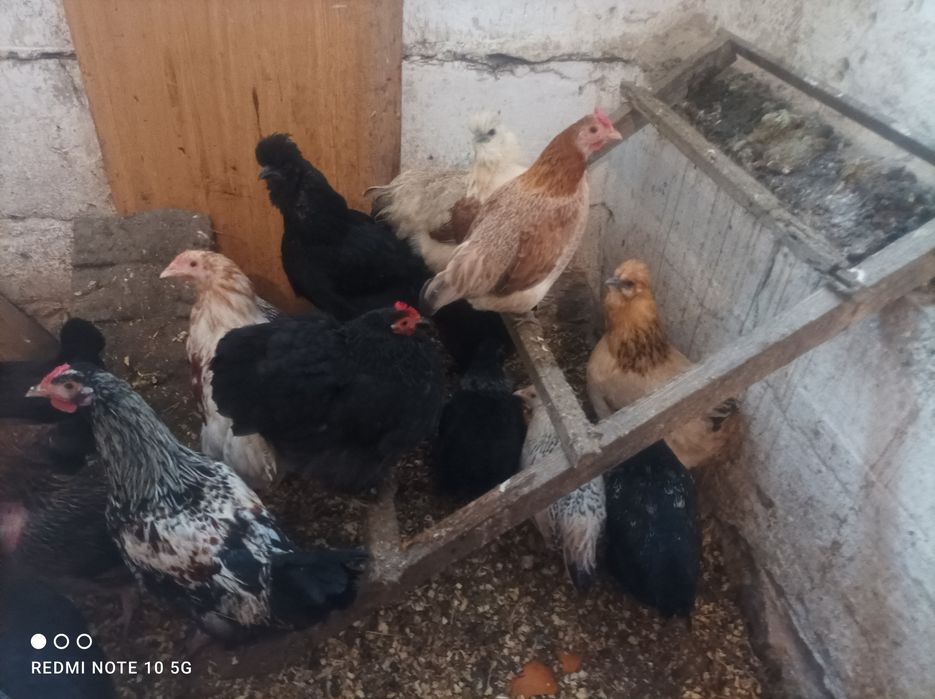 Kury kurczaki liliputki