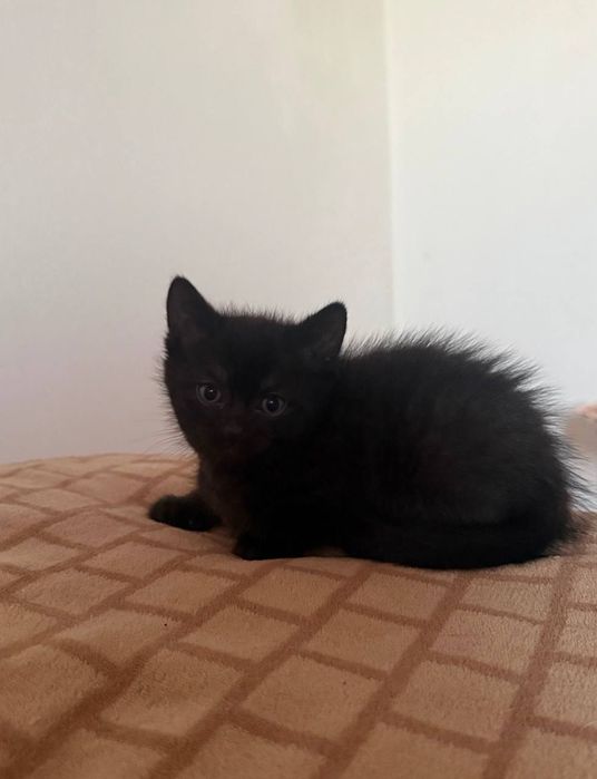Віддам в добрі руки кошенят