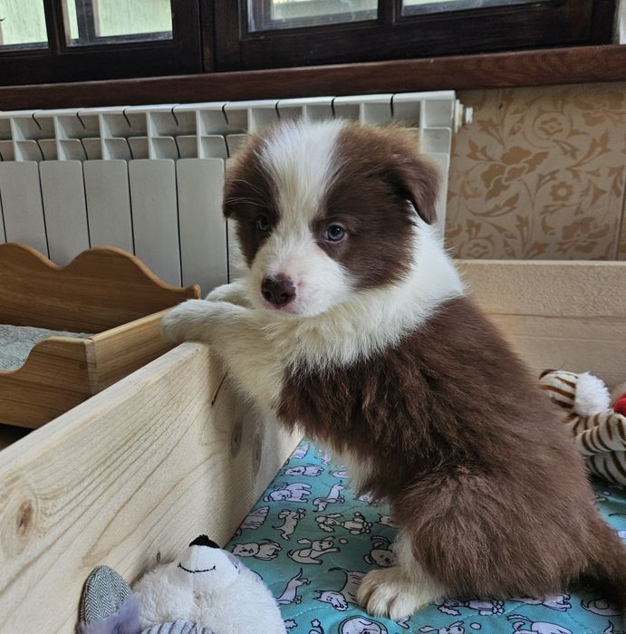 Цуценята бордер коллі!