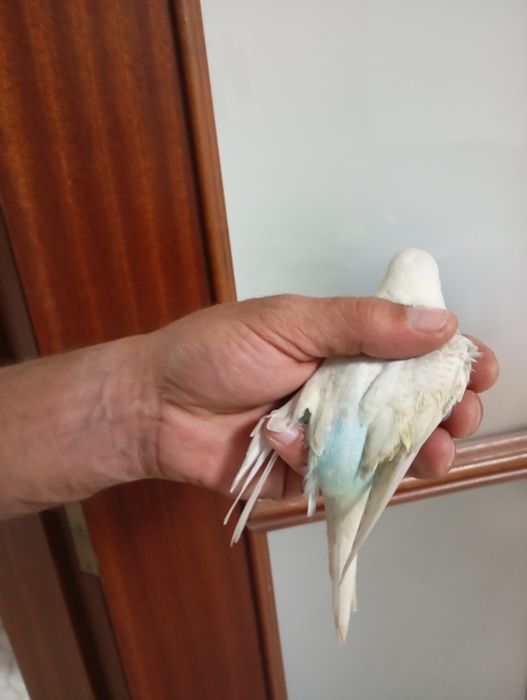 Periquito  procura novo lar