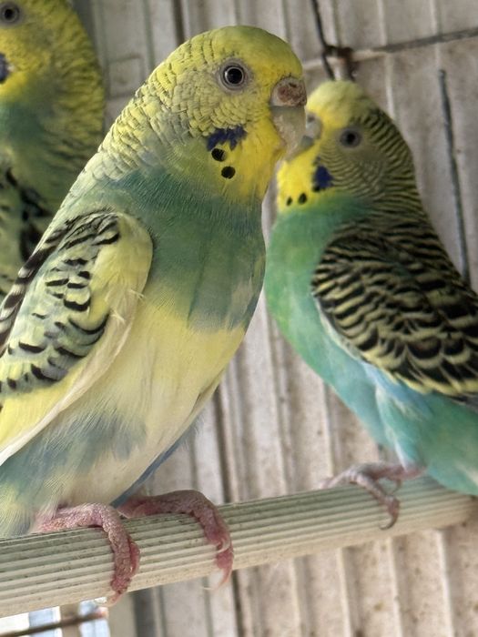 Piriquitos (3 femeas e 2 machos)