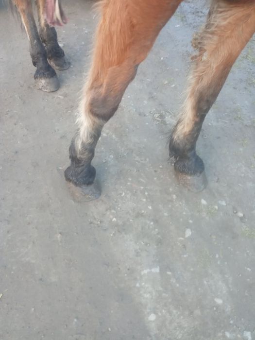 Продається кобила!