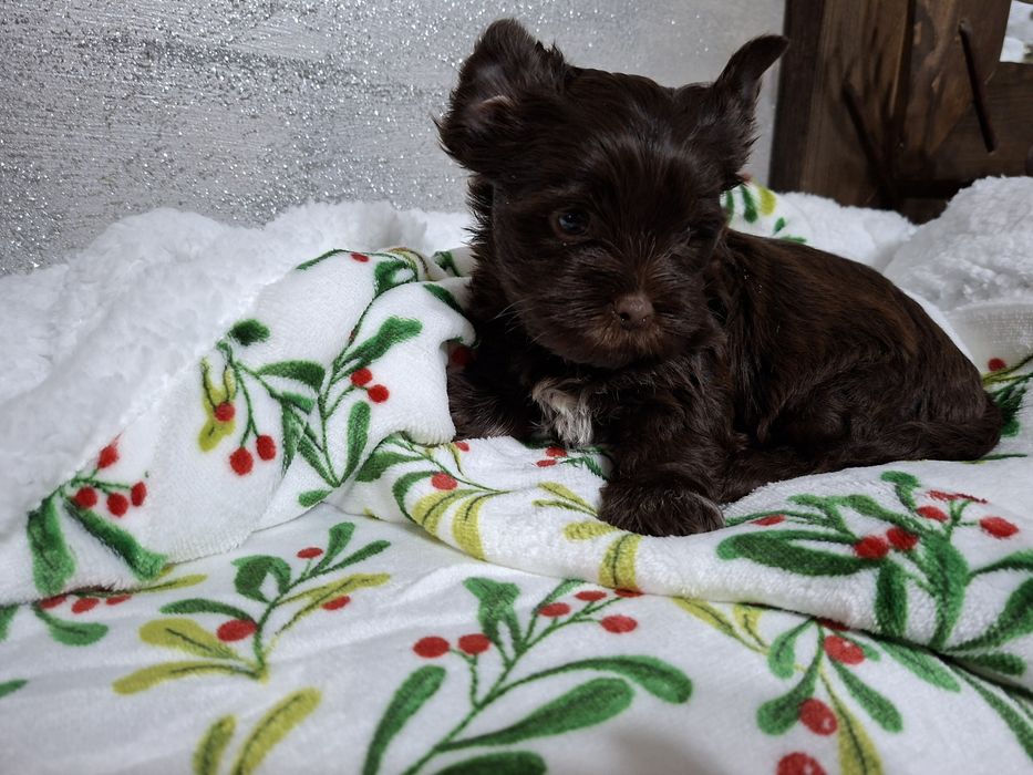 York piesek śliczny