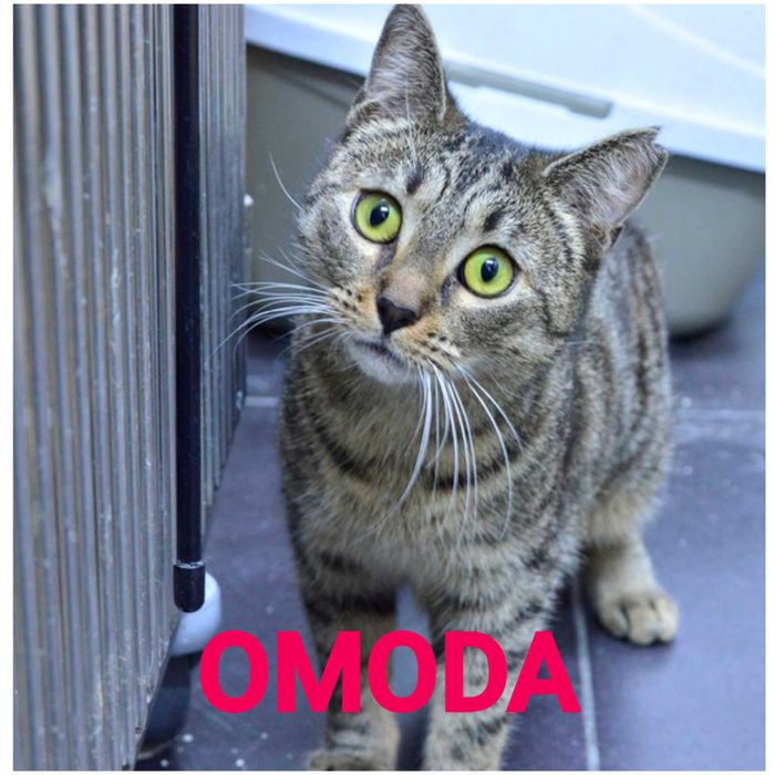 OMODA - cudowny koci anioł szuka domu
