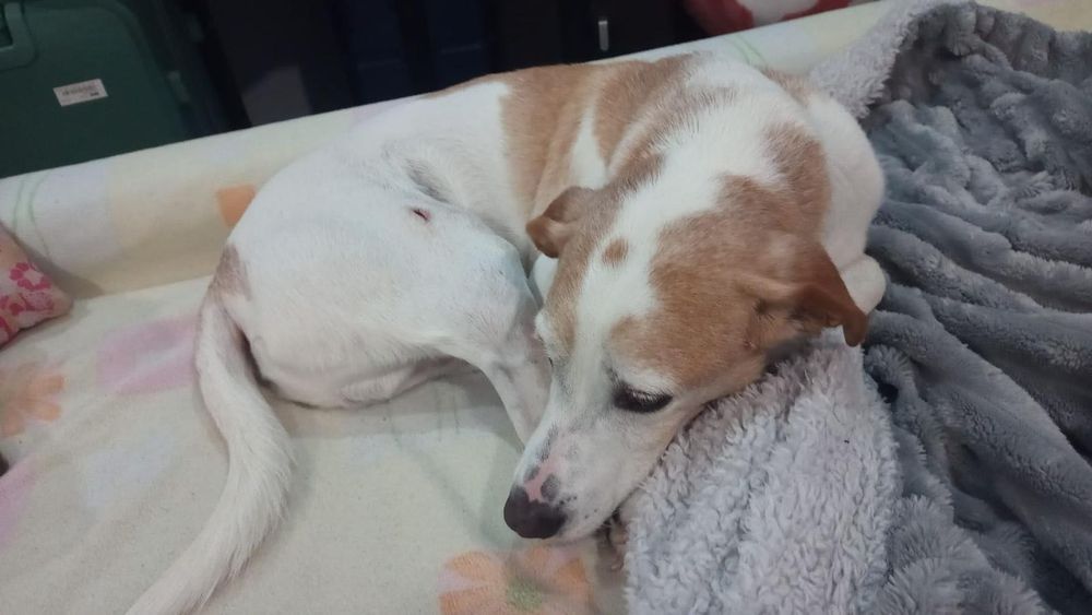 Cão adulto para adoção responsável