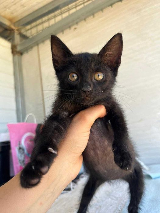 Baguera - Gatinha para adopção responsável