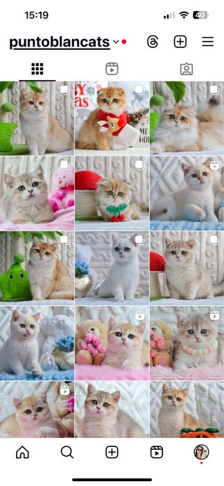 Кошенята золоті шиншилли