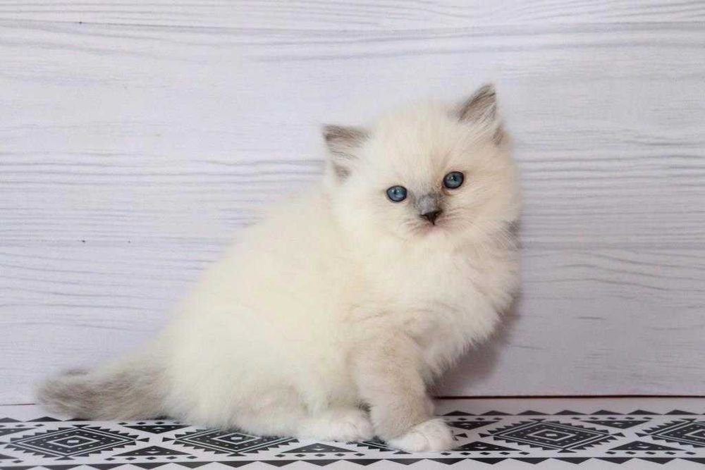 Регдол-хлопчик з волошковими очима. Блакитний мітед забарвленя.