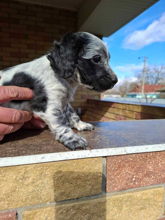 найкрасивіші спаніельки