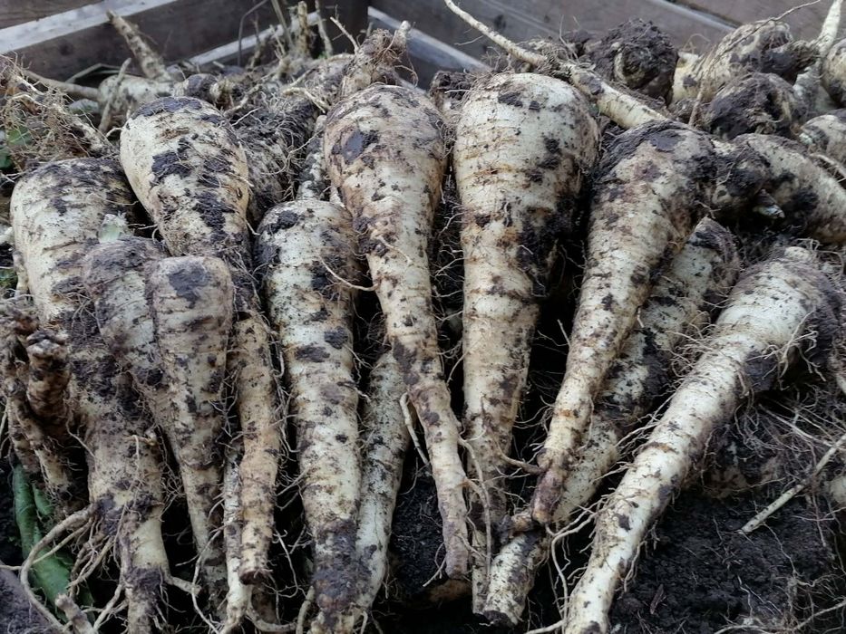 Pasternak 5 kilo wysyłka InPost paczkomat